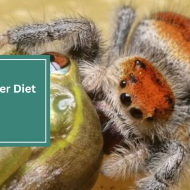 Jumping Spider Diet