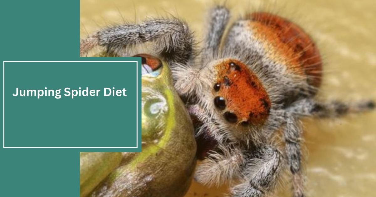 Jumping Spider Diet