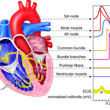 What Chest Pain Could Mean: A Guide to Understanding Different Types