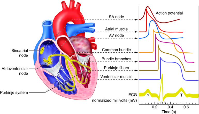 What Chest Pain Could Mean: A Guide to Understanding Different Types