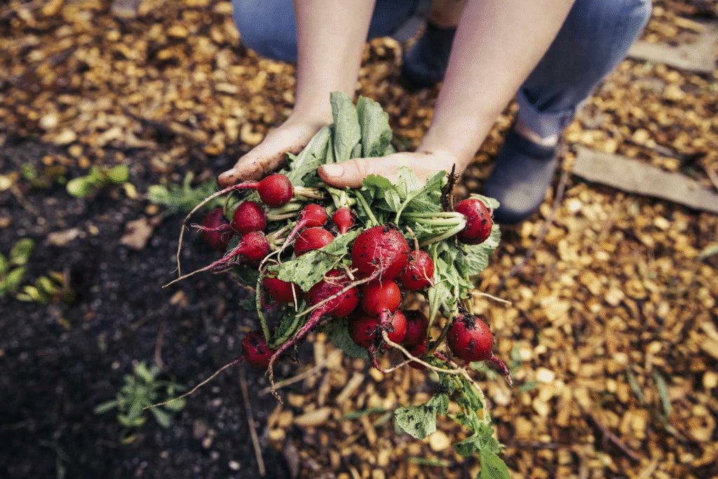nutritional value of Radish